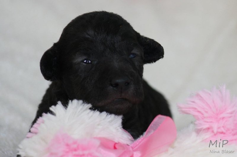 2011-05-15 Puppies Candy & Svet (31).jpg